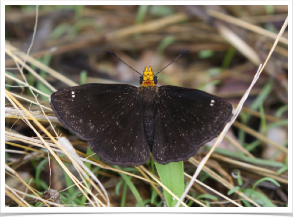 Golden-headed Scallopwing